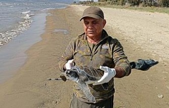 Balıkçı ağlarına takılan deniz kaplumbağası tekrar denize bırakıldı