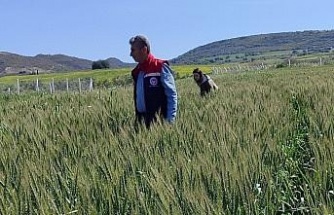 Didim’de tarımsal kontroller tamamlandı, tarlalarda hastalık ve zararlıya rastlanmadı