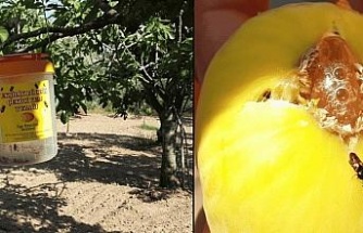 Ekşilik böceği için tuzak asımı dönemi başladı