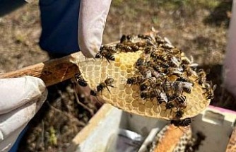 El ele veren gelin-görümce ülkenin ana arı ihtiyacını karşılıyor