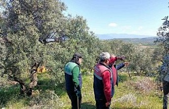 Karacasu Belediyesi’nden zeytin ağaçlarına bahar bakımı