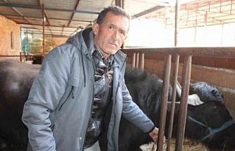 Kaymak talebi çok, yeterli manda yok