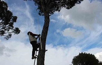 Metrelerce yükseklikte ekmek parası için gözünü kırpmadan çalışıyor