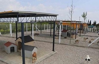 Söke Belediyesi iki aylık süreçte 170 hayvanın tedavi ve kısırlaştırmasını yaptı