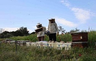 Son yıların en soğuk Nisan ayının yaşandığı Aydın’da arılar telef olmaya başladı