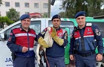 Yaralı leyleğe jandarma yardım elini uzattı