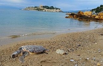 Yılancı Burnu’nda caretta caretta ölü bulundu