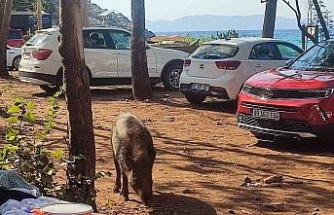 Aydın’da sıra dışı olay: Tatilci kadının çantasını yaban domuzları kaçırdı