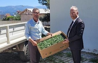 Karacasu’da domates fideleri üreticilere teslim edildi