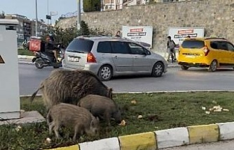 Yaban domuzu besleyen 3 kişiye para cezası