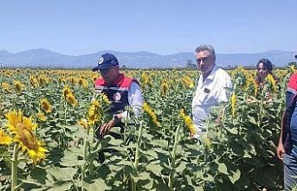 Aydın’da ayçiçeği ekim alanları artıyor