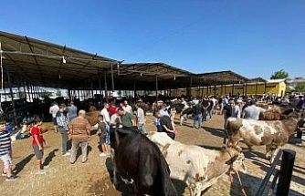 Aydın’da hayvan pazarları şap hastalığı tedbirleri kapsamında kapatıldı