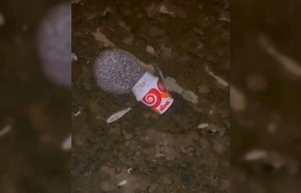 Dondurma kutusuna kafası sıkışan kirpiyi itfaiye kurtardı
