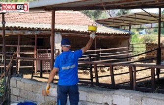 Efeler’de Sineklerle Mücadele Aralıksız Sürüyor
