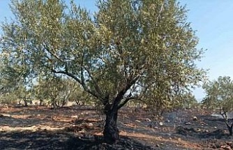 Karacasu’da tarım arazisi yandı, Başkan Büyükyapıcı uyardı