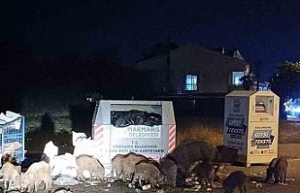 Marmaris Belediyesi’nin duyarsızlığı şehri domuz çiftliğine çevirdi