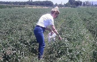 Söke’de hasat öncesi pestisit kontrolü yapıldı
