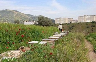 Sultanhisar İlçe Tarım ve Orman Müdürlüğü arıcıları uyardı