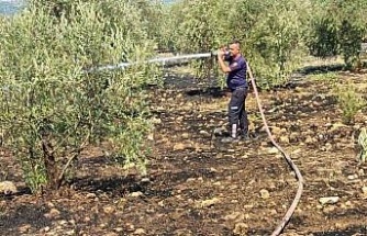 Zeytinlikte çıkan yangın hızlı müdahale ile söndürüldü