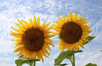 Ayçiçek alım fiyatları açıklandı