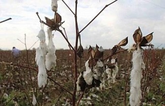 Aydın’da pamuk tarlalarını dolu vurdu