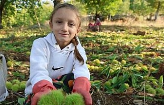 Aydın’ın dağlarında hareketlilik başladı, kestane üreticilerini hasat telaşı sardı