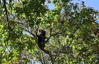 Aydın’ın dağlarında kestane sezonu sona erdi