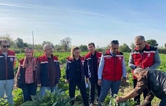 Aydın’da enginar üretimi yükselişte