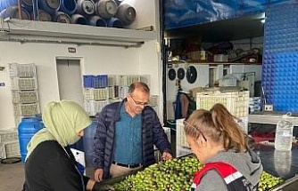 Buharkent’te zeytin rekoltesi ve kalite kontrol çalışmaları sürüyor