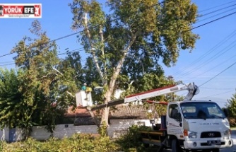 EFELER’DE AĞAÇ BUDAMA ÇALIŞMALARI SÜRÜYOR