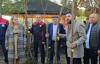 Aydın dağları sağlıklı kestane ağaçlarıyla donatılıyor