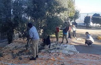 Bozdoğan’da öğrenciler zeytin hasadı yaptı