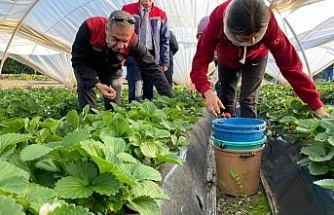Coğrafi işaretli ’Sultanhisar Çileği’nde hasat sevinci