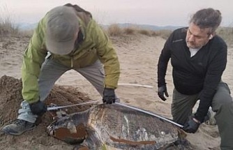 Kuşadası’nda son bir haftada 3 deniz kaplumbağası ölü bulundu