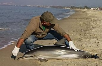 Kuşadası’nda yunus balığı karaya vurdu