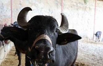 Mandadan gelen altın lezzet