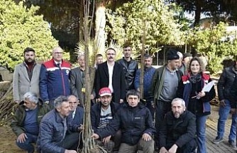 Sultanhisar’da üreticiye kestane ve incir fidesi dağıtıldı