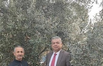 Sultanhisar’da zeytin budama kursu başladı