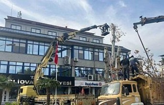 Yaşı 200’e yaklaşan çınar ağacı budandı