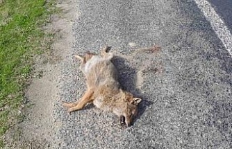 Aracın çarptığı tilki telef oldu