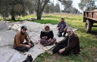 Aydın’da piknik havasında zeytin hasadı