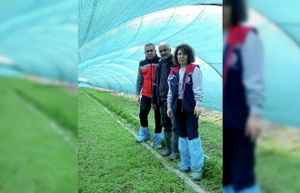 Aydın’da salep orkidesi üretimi büyüyor