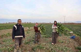 Aydın’da soğuk hava sebzeyi vurdu, tarlada verim düştü