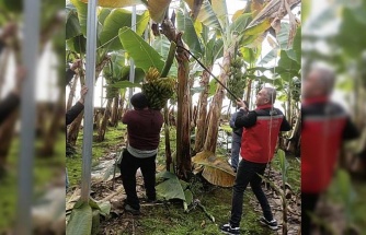 Efeler’de muz hasadı başladı