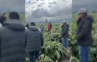 Enginar tarlaları incelendi, üreticiler, TARSİM hakkında bilgilendirildi