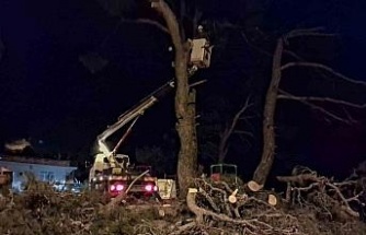 Fırtına çam ağacını devirdi