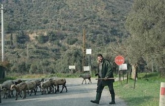 Havalar ısındı, sürüler doğaya salındı