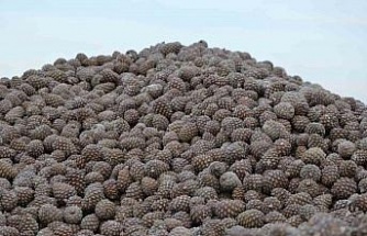 Kozalak işleme tesislerinde yoğun mesai dönemi