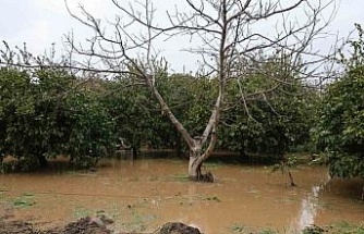 Kuşadası’nda bahçeler göle döndü, ağaçlar sular altında kaldı