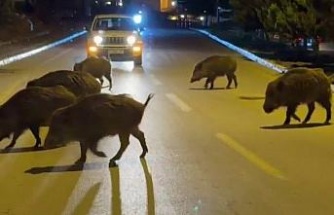 Kuşadası’nda domuzlar şehri mesken tuttu